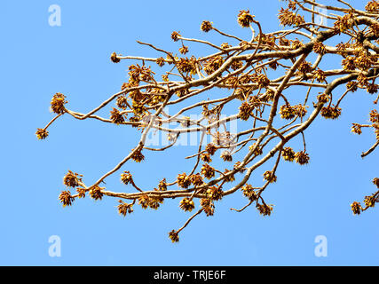 Mahua Tree in full bloom Stock Photo