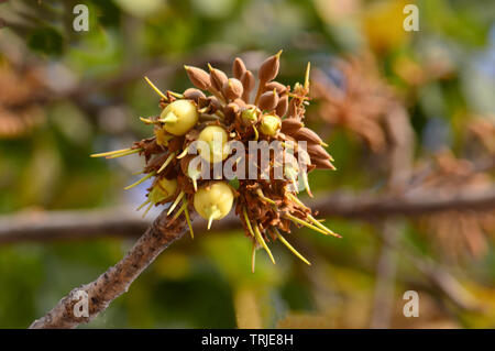 Mahua Tree in full bloom Stock Photo