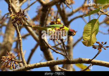 Birds and insects feasting on juicy sweet Mahua flowers. Stock Photo