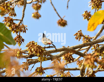 Birds and insects feasting on juicy sweet Mahua flowers. Stock Photo