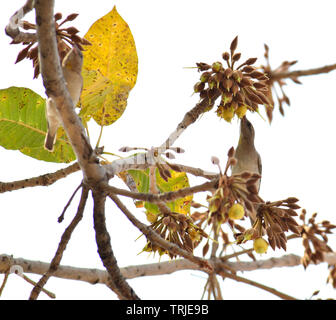 Birds and insects feasting on juicy sweet Mahua flowers. Stock Photo