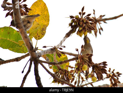 Birds and insects feasting on juicy sweet Mahua flowers. Stock Photo