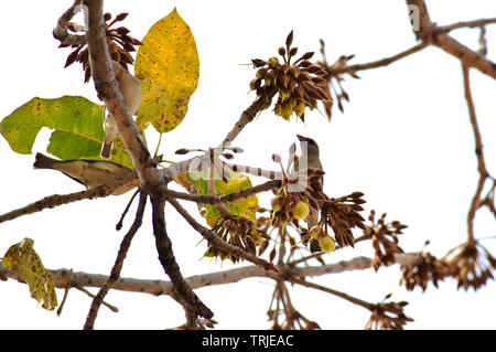 Birds and insects feasting on juicy sweet Mahua flowers. Stock Photo