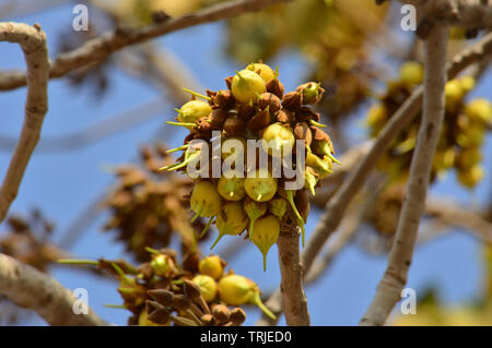 Mahua Tree in full bloom Stock Photo