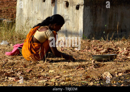 Tribal woman collecting Mahua Flowers Stock Photo