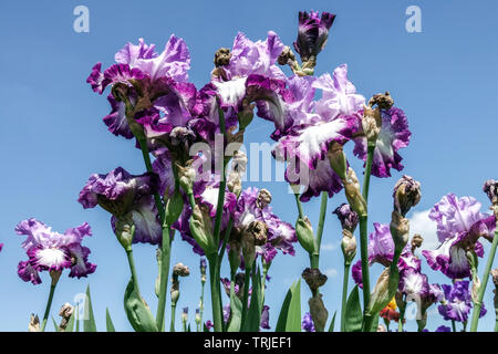 Tall bearded irises in garden purple flowers against blue sky Iris 'Eagles Flight' Stock Photo