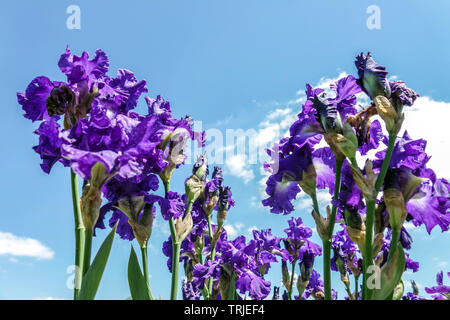 Blue Tall bearded flowers against blue sky Irises 'Stellar Lights' Stock Photo