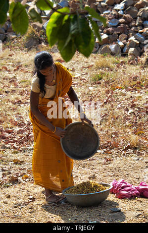 Tribal woman collecting Mahua Flowers Stock Photo