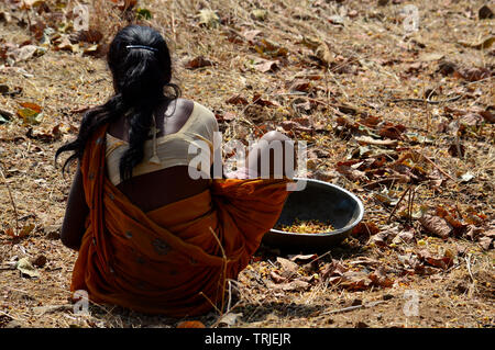 Tribal woman collecting Mahua Flowers Stock Photo