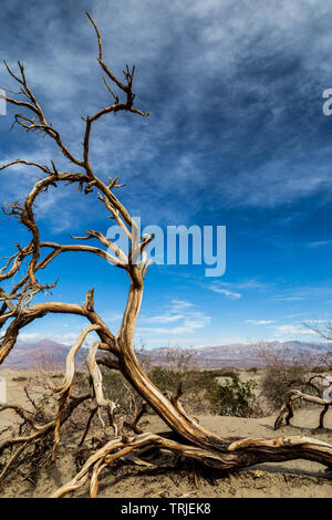 Dead tree in Death Valey, California, USA Stock Photo