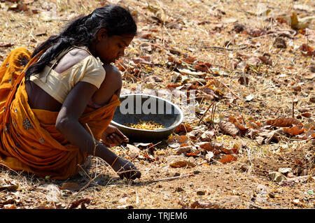 Tribal woman collecting Mahua Flowers Stock Photo