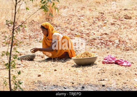 Tribal woman collecting Mahua Flowers Stock Photo