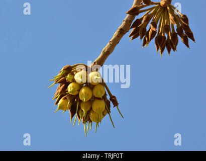 Mahua Tree in full bloom Stock Photo