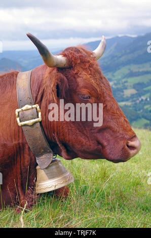 French Salers cow with bell and mountains in background. Cantal, auvergne, france, europe Stock Photo