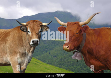 French Salers and Aubrac cows with mountains in background. auvergne, france, europe Stock Photo