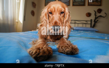 adorable puppy dog cocker spaniel sleeping on the bed Stock Photo