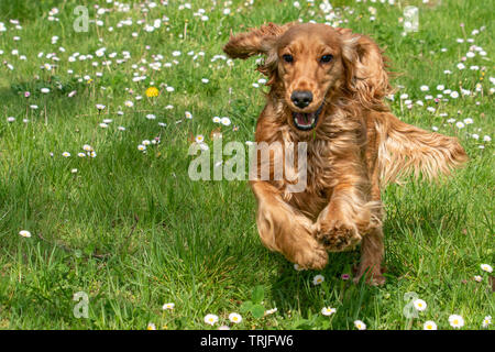 Puppy cocker spaniel dog running on the grass Stock Photo