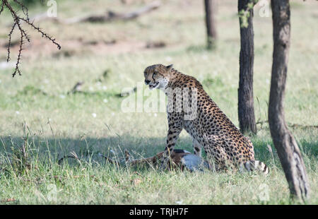 A female cheetah (Acinonyx jubatus) has just killed a Thomson’s gazelle and tries to regain her breath sufficiently to call her cubs in Stock Photo