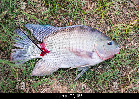 Nile tilapia fish fishing by harpoon on grass for food Stock Photo