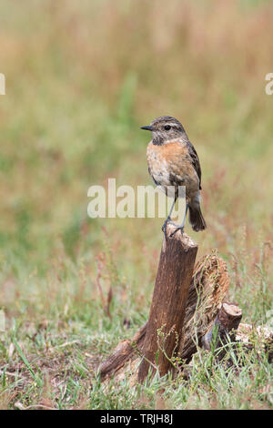 Female stonechat (Saxicola torquata) Stock Photo