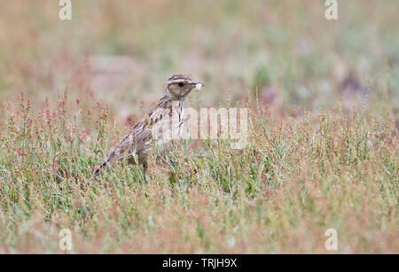 Woodlark (Lullula arborea) foraging on the ground Stock Photo