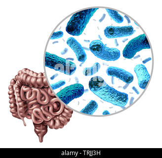 Bacteria in the intestine as gut probiotic bacterium inside small intestine and digestive microflora inside the colon or bowel as a health symbol for Stock Photo