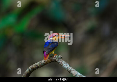Black backed Kingfisher or Oriental Dwarf Kingfisher perched on branch and food for baby birds Stock Photo
