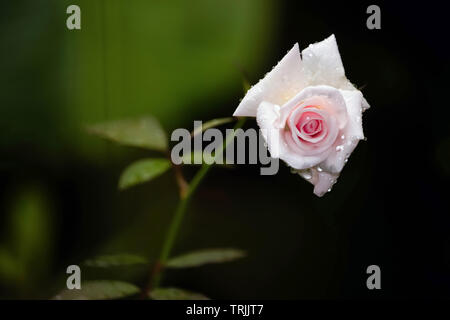 Kollam, Kerala, India - July 8, 2016: Closeup shot of white rose flower Stock Photo