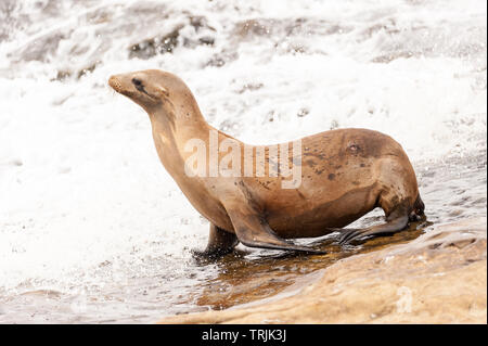 Sea lion walking towards the water on the beach at La Jolla Cove in San Diego, California Stock Photo