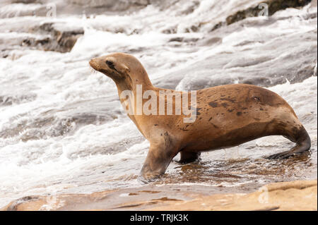 Sea lion walking towards the water on the beach at La Jolla Cove in San Diego, California Stock Photo