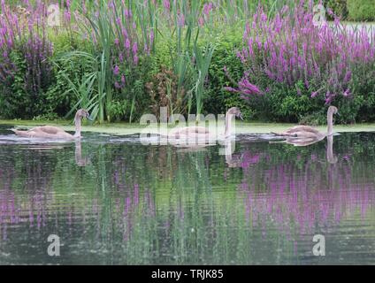 3 young swans (cygnet swanlings) swimming rodley nature reserve Stock Photo