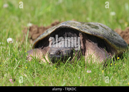 Close up, front view, of the head and shell of a large Common Snapping Turtle laying in the grass in Trevor, Wisconsin, USA, in the spring using a sof Stock Photo