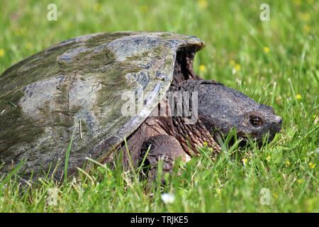 Close up, side view, of the head and shell of a large Common Snapping Turtle laying in the grass in Trevor, Wisconsin, USA, in the spring Stock Photo