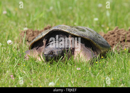 Close up, front view, of the head and shell of a large Common Snapping Turtle laying in the grass in Trevor, Wisconsin, USA, in the spring using a sof Stock Photo