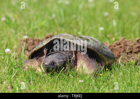 Close up, front view, of a large Common Snapping Turtle laying in the grass in Trevor, Wisconsin, USA, in the spring, laying eggs in a dirt hole Stock Photo