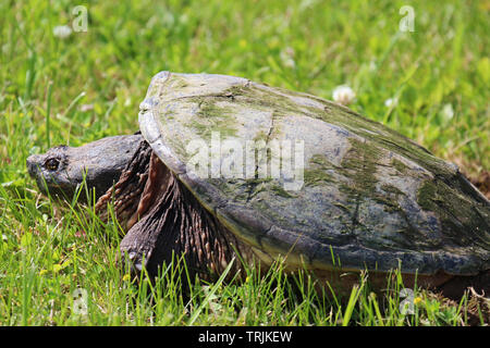 Close up, side view, of a large Common Snapping Turtle laying in the grass in Trevor, Wisconsin, USA, in the spring, laying eggs Stock Photo