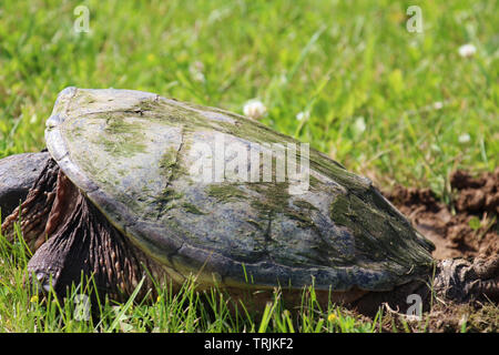 Close up, side view, of a large Common Snapping Turtle laying in the grass in Trevor, Wisconsin, USA, in the spring, laying eggs in a dirt hole Stock Photo