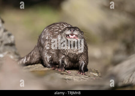 Asian small-clawed otter (Aonyx cinerea) eating a fish, making funny faces Stock Photo