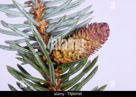 A male pollen cone on a blue spruce, Picea pungens 'Glauca', an ornamental garden tree with rigid sharply pointed needles, April Stock Photo