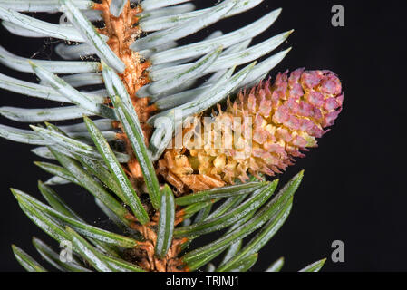 A male pollen cone on a blue spruce, Picea pungens 'Glauca', an ornamental garden tree with rigid sharply pointed needles, April Stock Photo