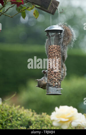 A grey squirrel, Sciurus carolinensis, adult feeding on peanuts in a mesh cover bird feeder, Berkshire, June Stock Photo