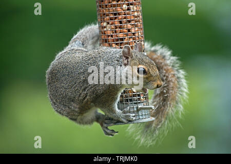A grey squirrel, Sciurus carolinensis, adult feeding on peanuts in a mesh cover bird feeder, Berkshire, June Stock Photo