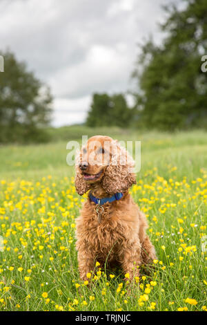 Front view portrait of pretty red cocker spaniel dog sitting upright, isolated outdoors in countryside, rural field of wild buttercups, UK. Stock Photo