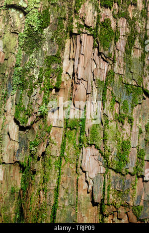 Tree skin pattern with details. Wood art done by nature due to long ...