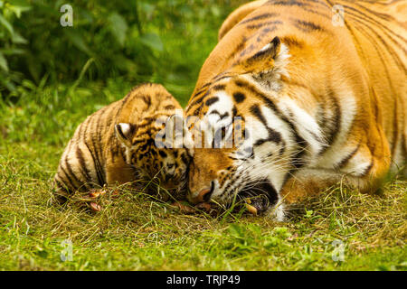 amur-tiger-mother-with-feeding-cub-stock-photo-alamy