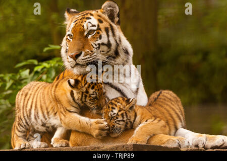 two-amursiberian-tiger-cubs-