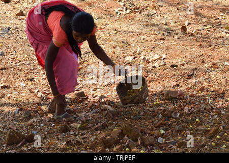 Tribal woman collecting Mahua Flowers Stock Photo