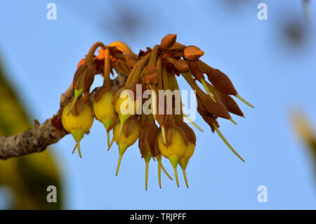 Mahua Tree in full bloom Stock Photo