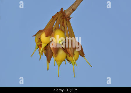 Mahua Tree in full bloom Stock Photo