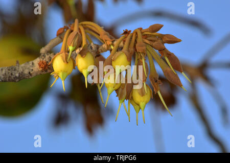 Mahua Tree in full bloom Stock Photo